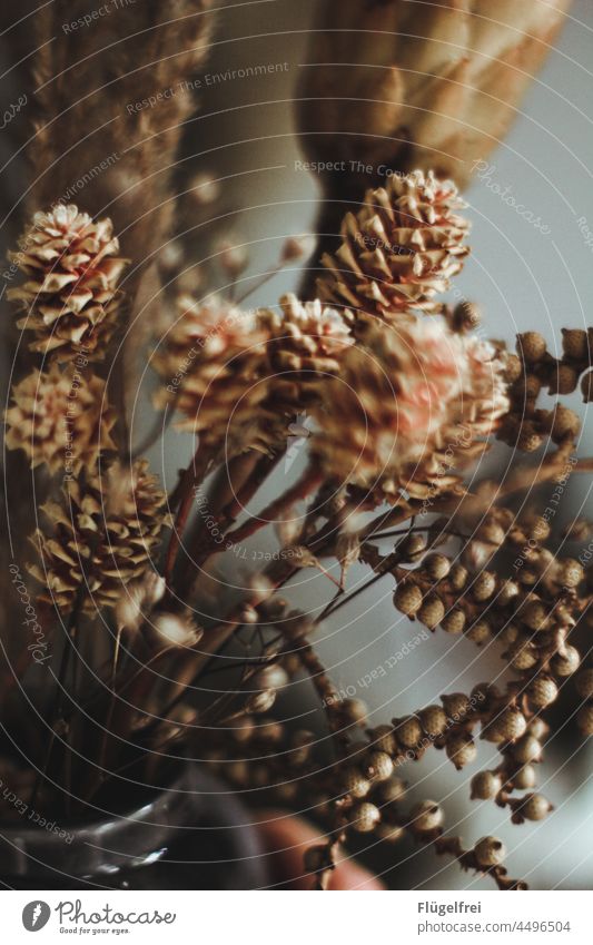 autumn mood Autumn Ostrich Dried flowers Fir cone Vase floral depth blur