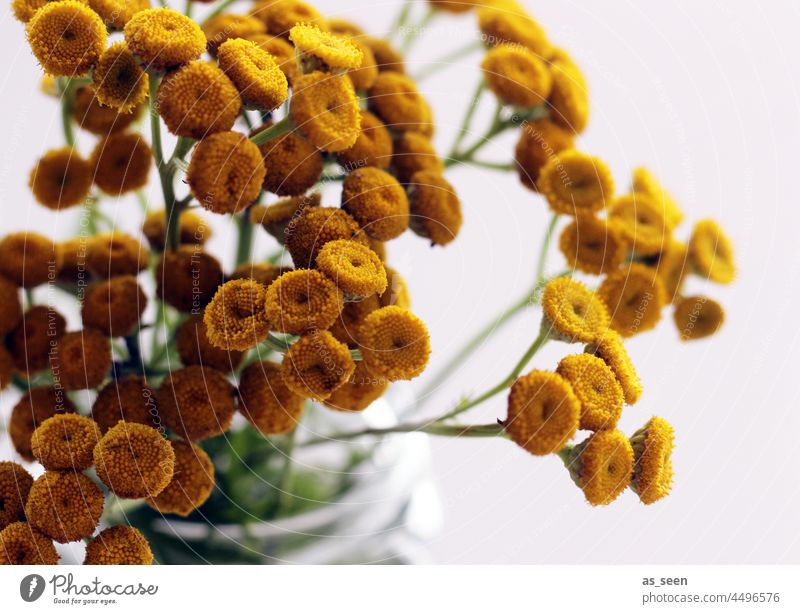 autumn flowers Orange Gold circularly buzz Small Point Autumn Dry Dried flower still life Ostrich Decoration Style Vase glass vase Stalk Colour photo Flower