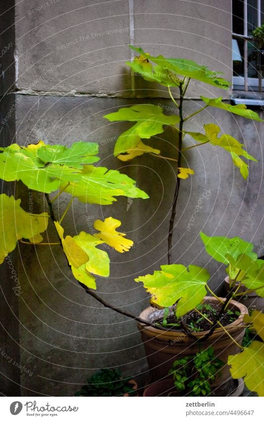 Potted plant in backyard Old building on the outside Facade Window House (Residential Structure) rear building Backyard Courtyard Interior courtyard downtown