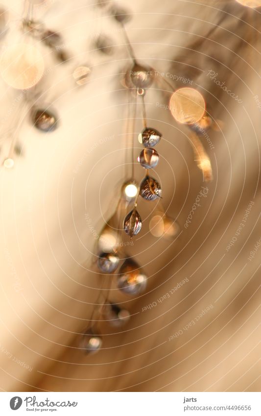 Water drops after a rain before sunset Drop Drops of water Rain Grass Meadow Autumn Sun Sunset Depth of field Wet Macro (Extreme close-up) Nature Dew Detail