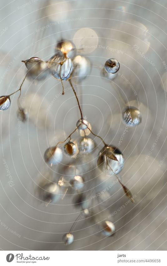 Grass with water drops after rain Drop Drops of water Rain Meadow Autumn Sun Depth of field Wet Water Macro (Extreme close-up) Nature Dew Detail Damp Deserted