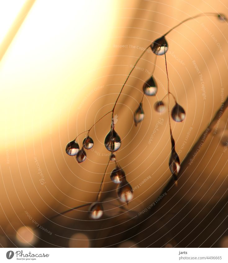 Water drops after a rain before sunset II Drop Drops of water Rain Grass Meadow Autumn Sun Sunset Depth of field Wet Macro (Extreme close-up) Nature Dew Detail