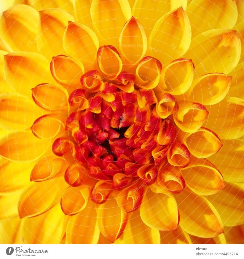 yellow-orange dahlia flower - Sunny Boy - top view / ball dahlia / floral Flower Blossom dahlia blossom Yellow Orange sunny boy plan Jewel Dahlia Ball Dahlia