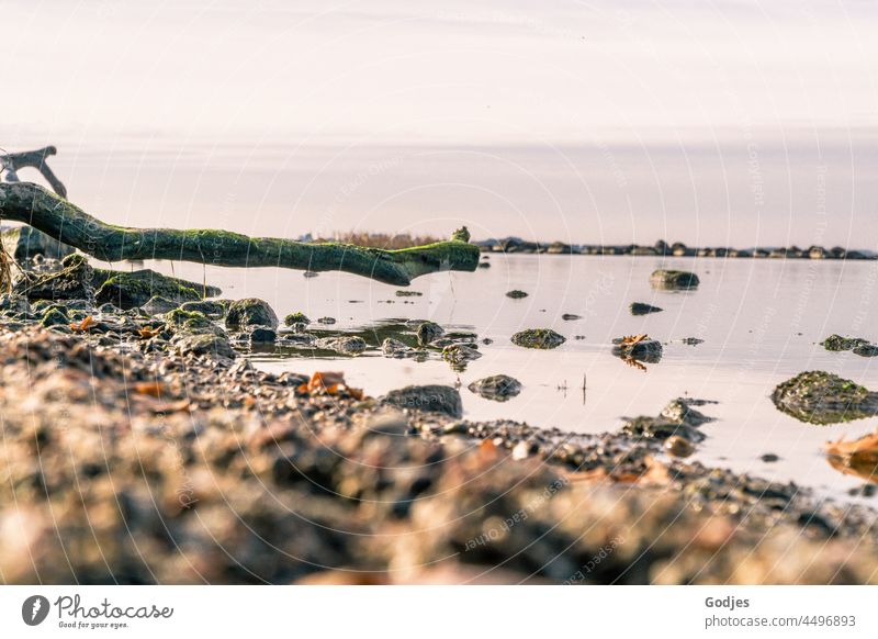 Weathered branch on beach, coastline stones Beach Water Branch Tree Sky reflection Reflection Waves Sunset Deserted Blue Twilight Sunlight Bodden