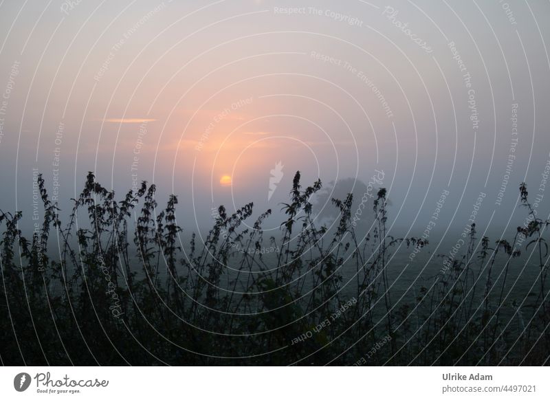 UT Teufelsmoor l Silhouettes of stinging nettles against rising sun in fog silhouettes Nettles Sunrise Fog devil's mire Osterholz-Scharmbeck Worpswede hazy