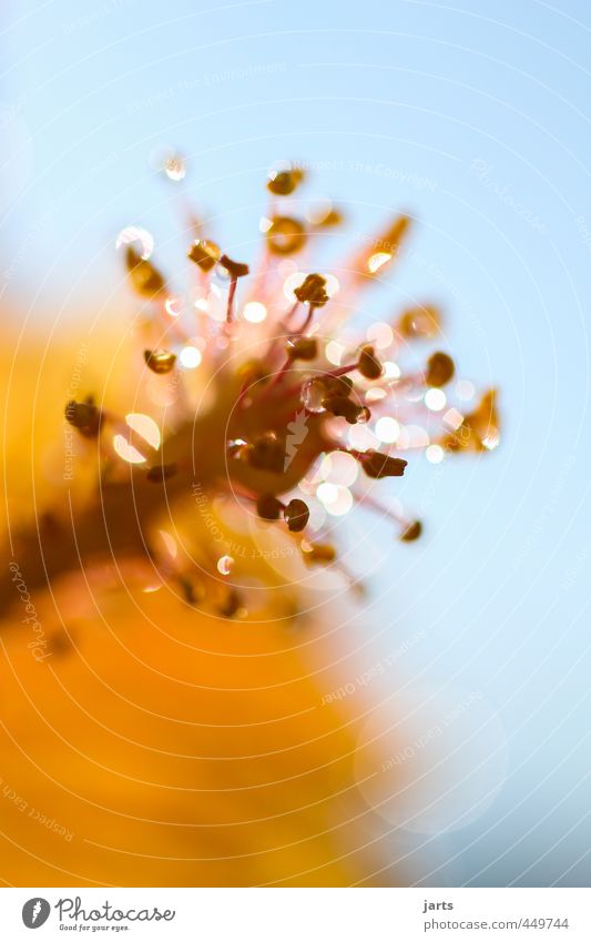 late summer 2 Environment Plant Summer Flower Blossom Glittering Wet Natural Beautiful Orange Nature Drops of water Colour photo Multicoloured Exterior shot