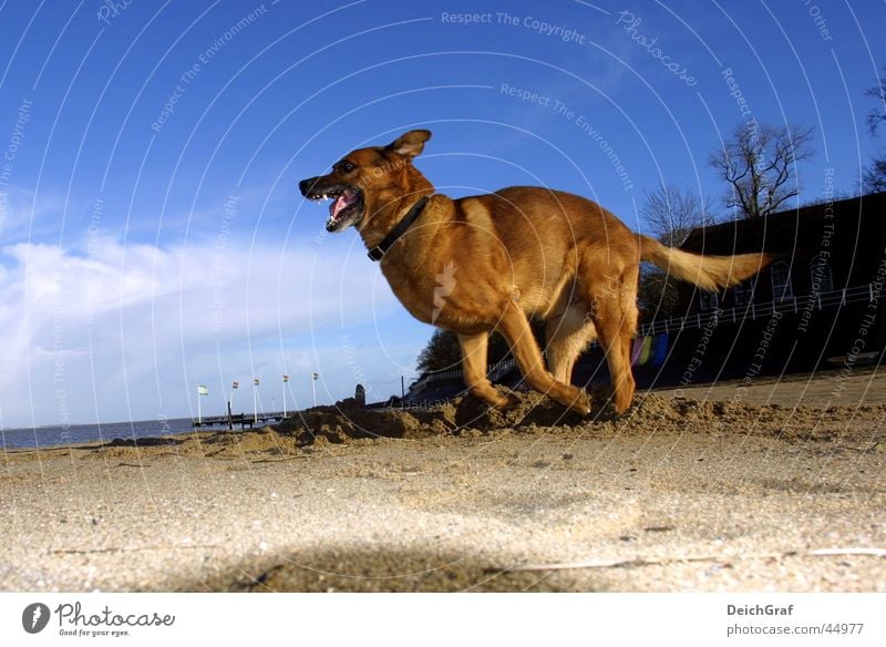 crazy dog Dog Beach Evil Running Walking Wild animal Bottle