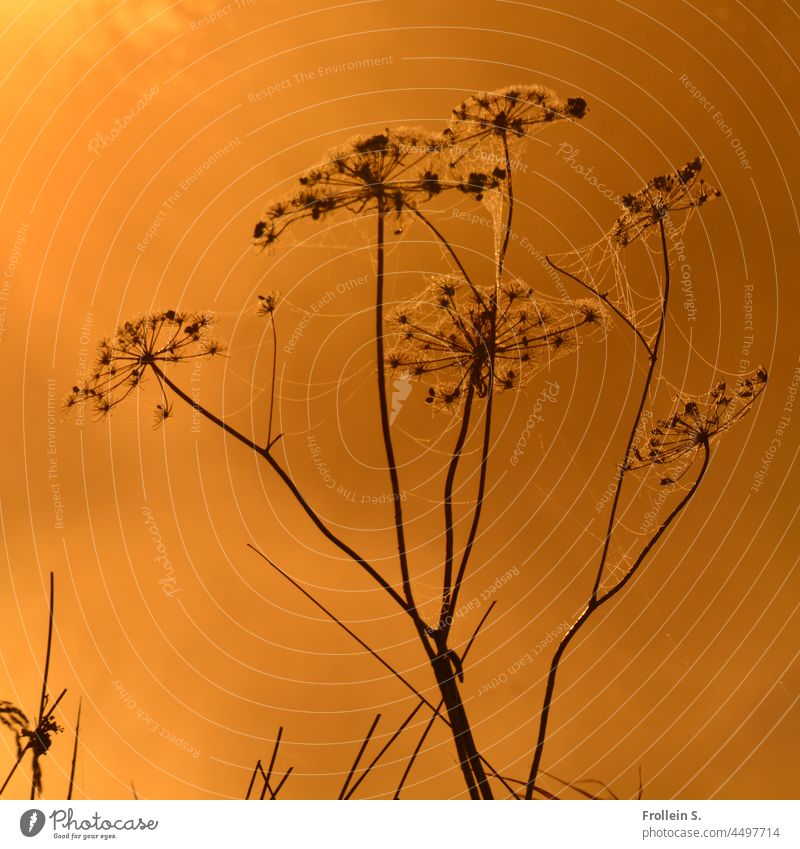 UT Teufelsmoor|Grass with cobwebs Yellow Back-light Nature Mystic Sunlight Fog Sunrise Dawn Light Morning luminescent Deserted Bremen Osterholz-Scharmbek