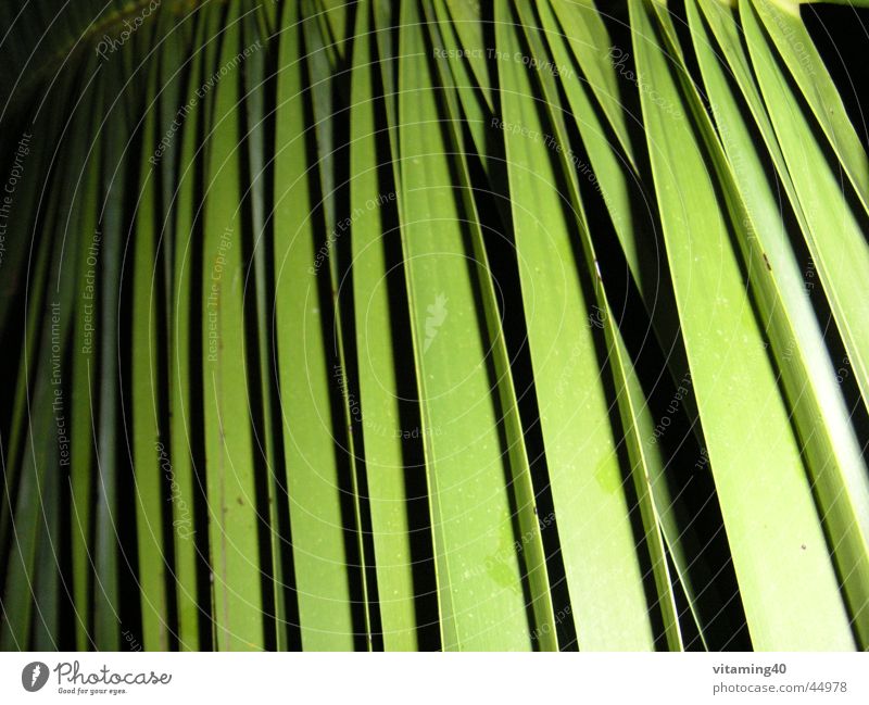 palm fronds Palm frond Palm tree Green Plant Background picture Light Parallel Symmetry Leaf Vacation & Travel Style Close-up Shadow Garden Island stylish