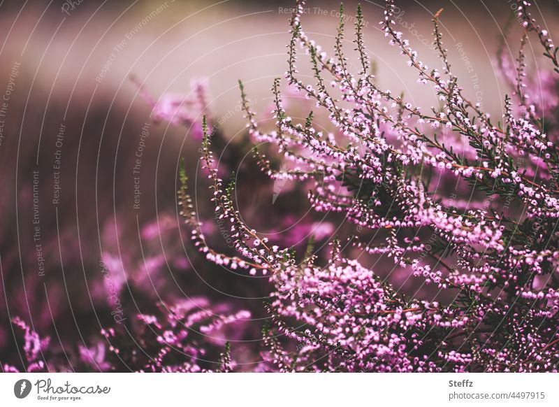 Heather bush with fine flowers heather blossom Heathland flowering heath heather bush broom heathen Wild plant blossoms heathen atmosphere Heath silence