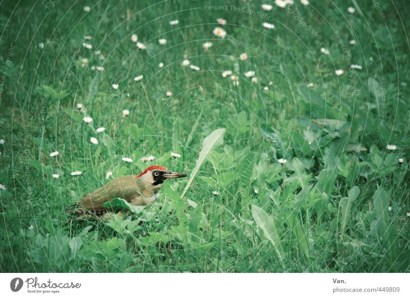 Woody Woodpecker Nature Animal Summer Plant Flower Grass Meadow Wild animal Bird Green woodpecker 1 Red Colour photo Subdued colour Exterior shot Deserted Day