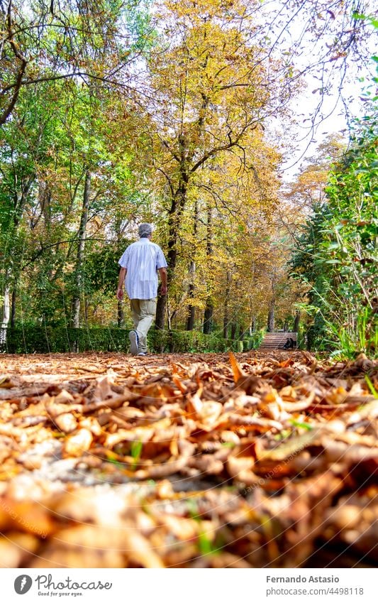 People walking along a path full of dry yellow and brown leaves caused by autumn in the Retiro Park in Madrid, Spain. Semi-bare tree branches Europe. park