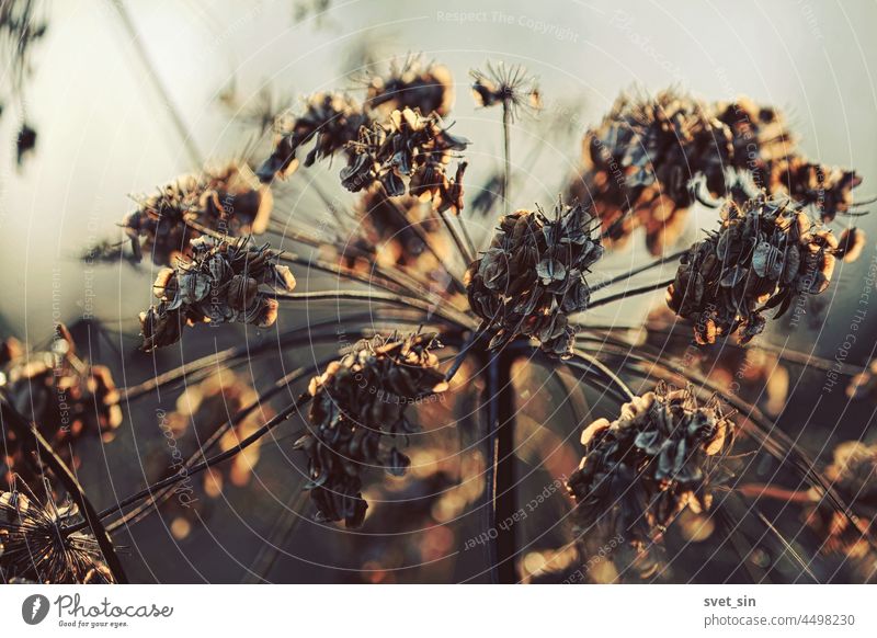 The head of a dry umbrella plant with seeds is gilded by sunlight against a blue sky. Sunny autumn background with dry plant. brown nature Sunlight fall Sky