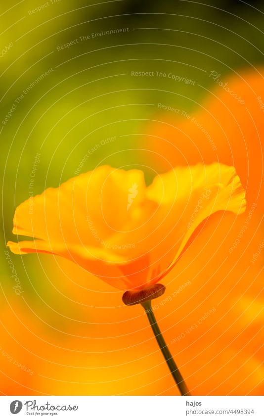 Californian poppy, closeup of the flower in back lighting Eschscholzia californica California poppy golden poppy California sunlight cup of gold flora floral