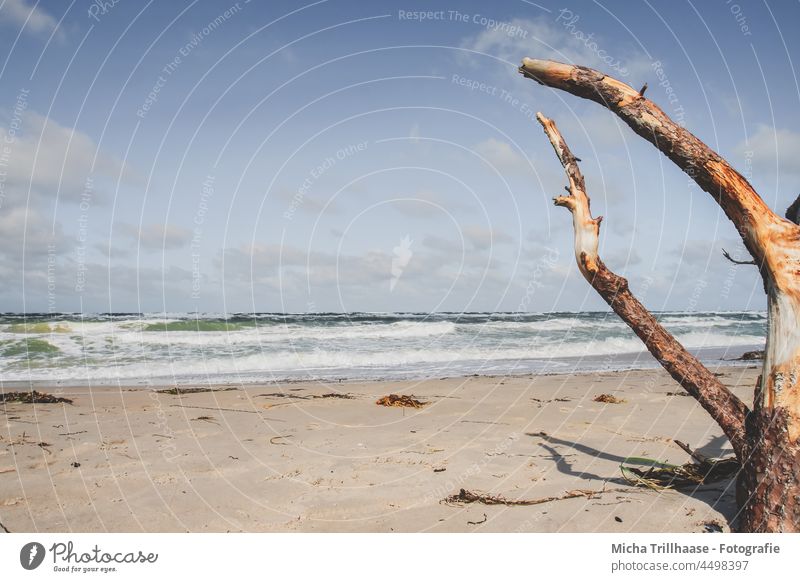 West Beach Fischland - Darß Darss Fischland-Darss-Zingst Western Beach Baltic Sea coast Waves Water Ocean Sand trees Sky Clouds Wind Sun Nature Landscape