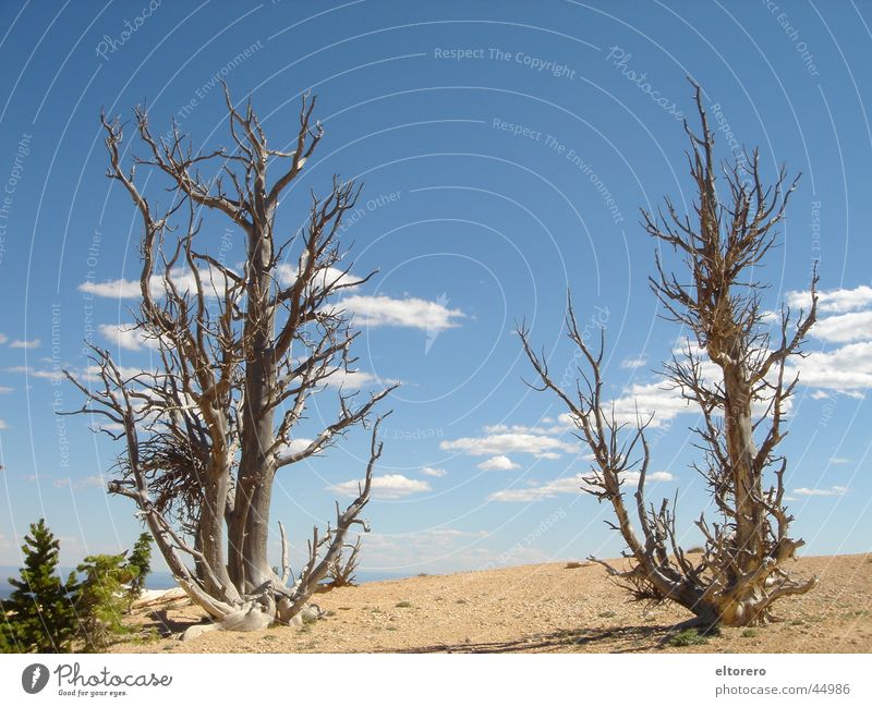 Bristlecone Pines National Park Stone pine Tree Clouds Bryce Canoyn Thin Branch Sky