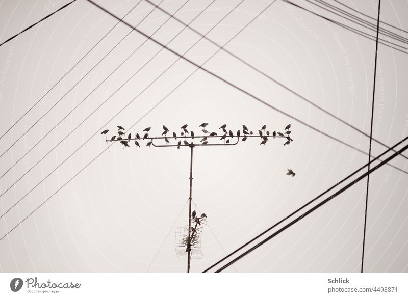 Many starlings discuss on an antenna birds Staare Antenna Sit argue Cables criss-cross stream cross-linked communication Sky Bright Deserted Energy industry