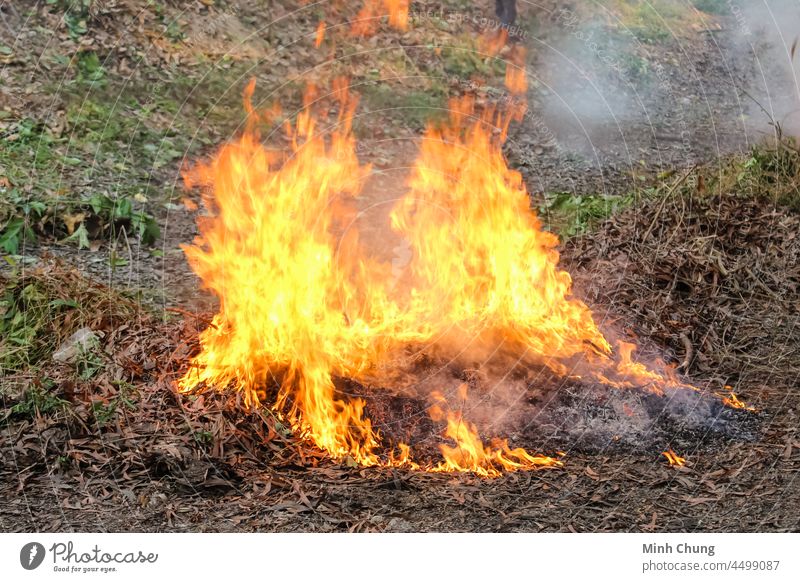 The leaves in the forest are on fire ash background blaze blazing bonfire burn burnt change climate countryside damage danger dangerous dead destroy destruction