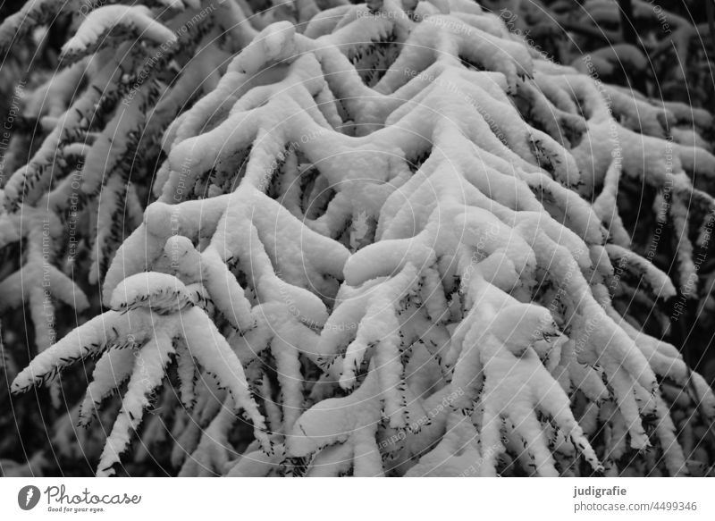 Snow covered branches snow-covered Winter Cold Winter mood White Nature chill Frost winter onset of winter Climate Tree Twigs and branches Coniferous trees