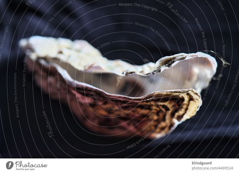 My world is an oyster Oyster Mussel Ocean Lake coast Lime Mother-of-pearl Close-up Macro (Extreme close-up) Vacation & Travel Structures and shapes Nature pile