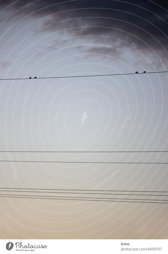 Couples counseling - four birds on a power line in front of evening sky with dark cloud Cable Energy industry Sky Clouds Parallel Above Tall Sit