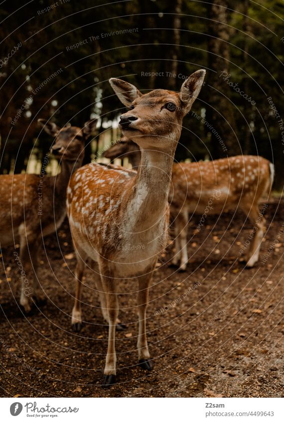 Reh Herde tierpark wildpark rehe wildtier herde gruppe tiere wald natur landschaft gründ braun flecken süss bambi rehkitz Kitz erholung bayern herbstfarben