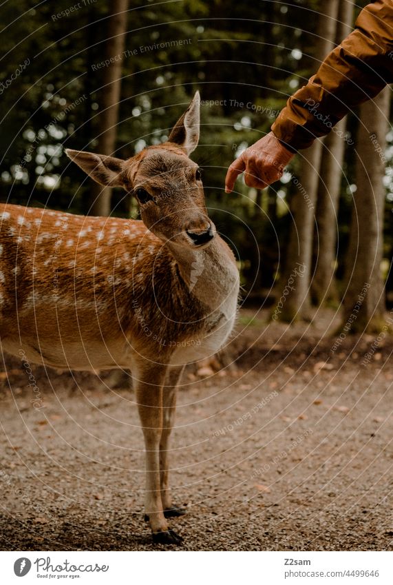 Rehkitz will nicht gestreichelt werden tierpark wildpark reh wildtier wald natur landschaft braun flecken süss bambi rehkitz Kitz erholung bayern herbstfarben