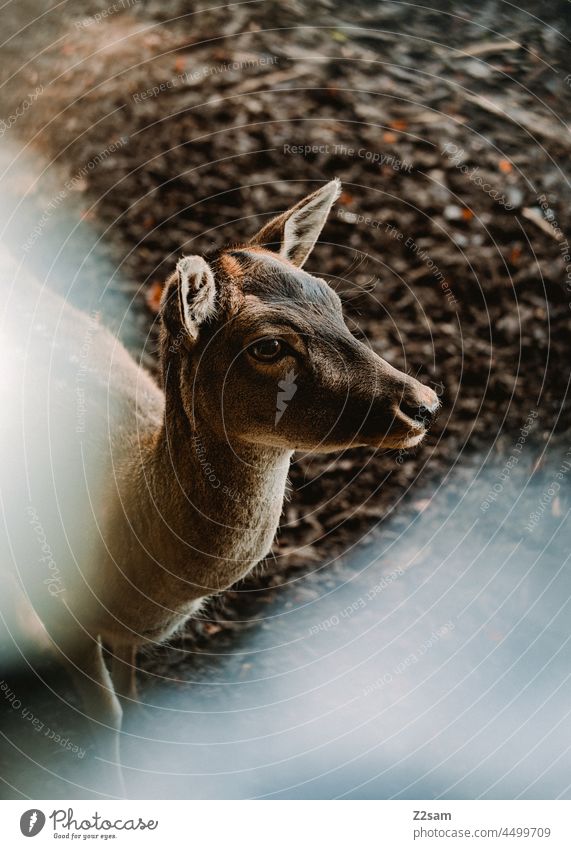 Rehkitz Portrait tierpark wildpark reh wildtier wald natur landschaft braun flecken süss bambi rehkitz Kitz erholung bayern herbstfarben bewegung freizeit