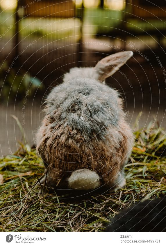 Hase von Hinten hase tier fell stall haustier ohr niedlich hintern jung braun weich schwanz