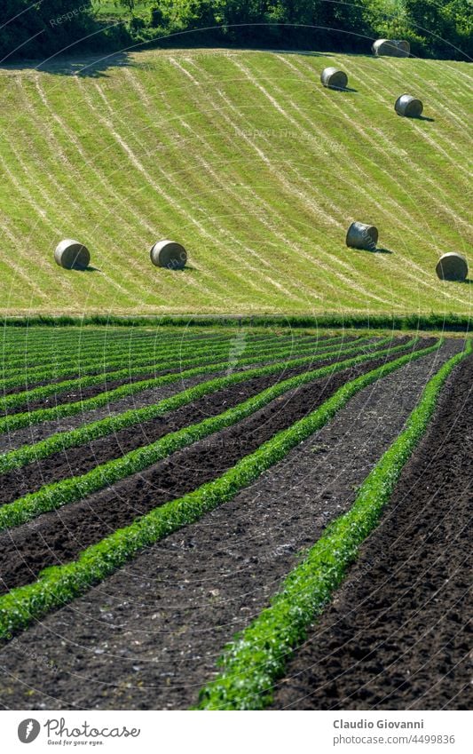 Landscape near the medieval castle of Torrechiara, Parma province, Italy Emilia-Romagna Europe May agriculture bale color country day exterior field green hill