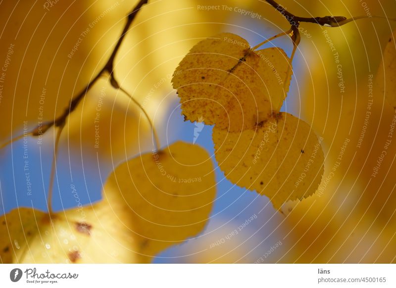 Leaf colouring in autumn Autumn leaves Tree Autumnal Autumnal colours Deserted Colour photo Early fall foliage Transience Exterior shot