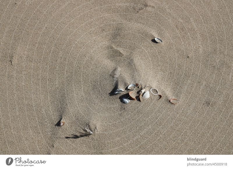 Shellfish graveyard Mussel seashells conch shells Beach Summer Sun Shadow vacation North Sea Nature naturally Sandy beach coast Ocean Vacation & Travel Tourism