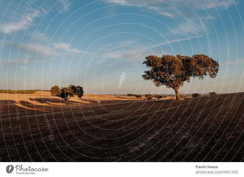 Cork oak trees landscape Oak tree Landscape Autumn Environment Alentejo Montado Nature Tree Plant Sunlight Forest Autumnal Colour photo Exterior shot Deserted