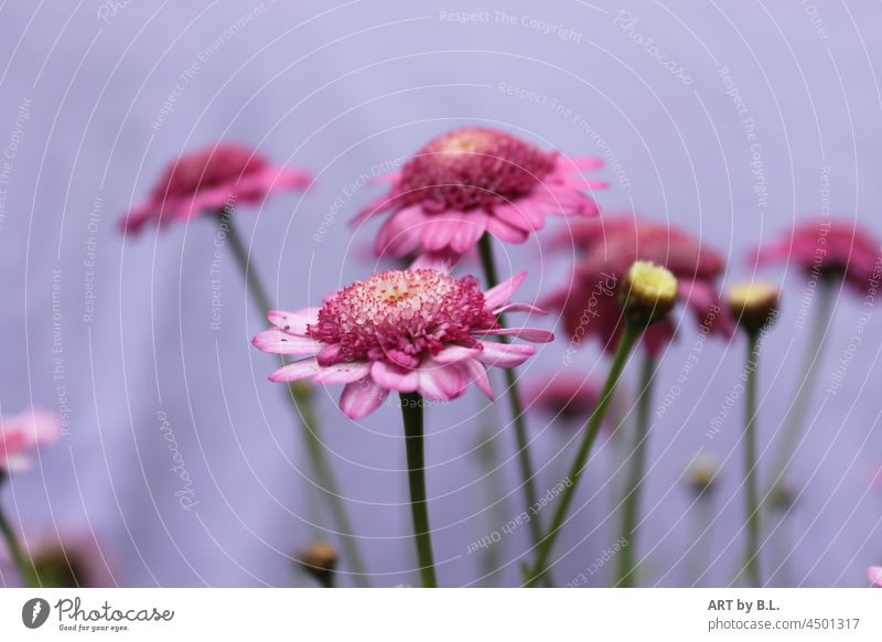 pink beauties Flower Blossom Garden Pink Green flowery Nature Plant beauty Beauty & Beauty