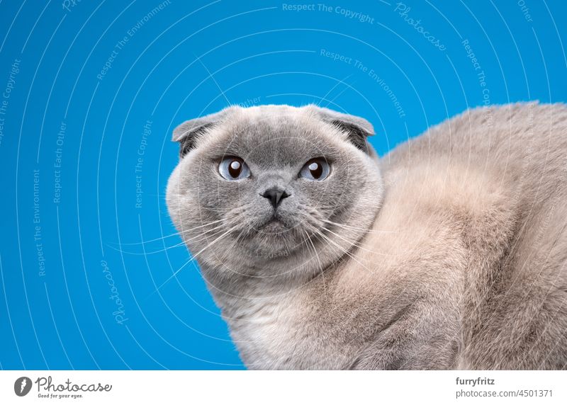 curious blue point scottish fold cat portrait on blue background purebred cat torture breeding studio shot ears ears folded back looking whisker blue eyes