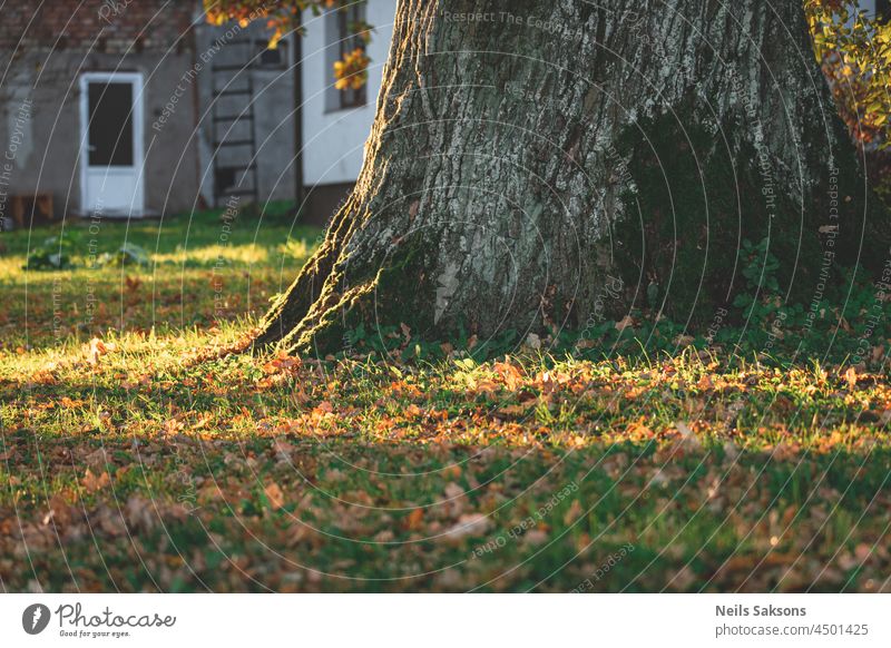 big oak trunk and facade of house in background architecture autumn beautiful beech botanic branch colorful environment europe fall foliage forest garden green