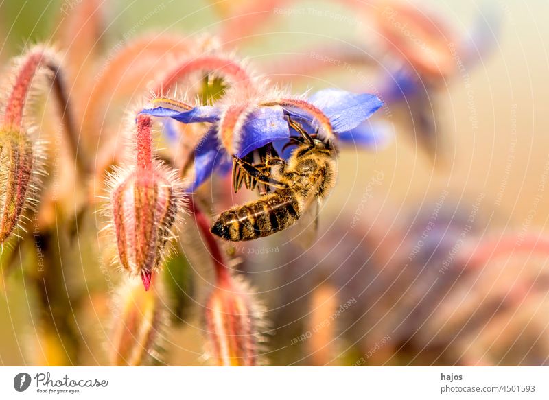 bee on flower of a borage insect macro black collecting blue starflower spice herb colorful detail flora gathering nectar petal pink plant pollen wild wildlife