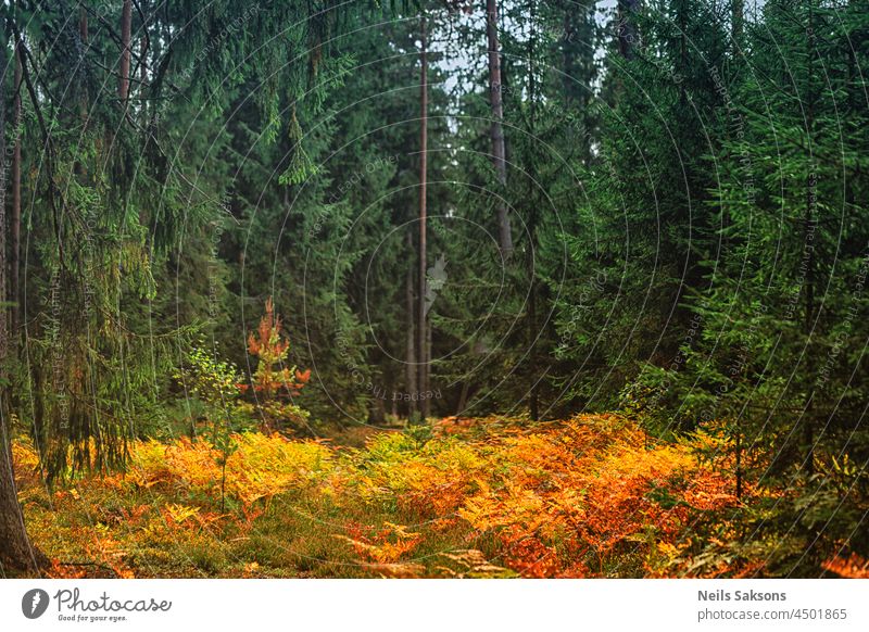 green spruce and pine forest with yellow orange ferns autumn background beautiful beauty bush enchanted environment fall foliage grass hiking landscape latvia