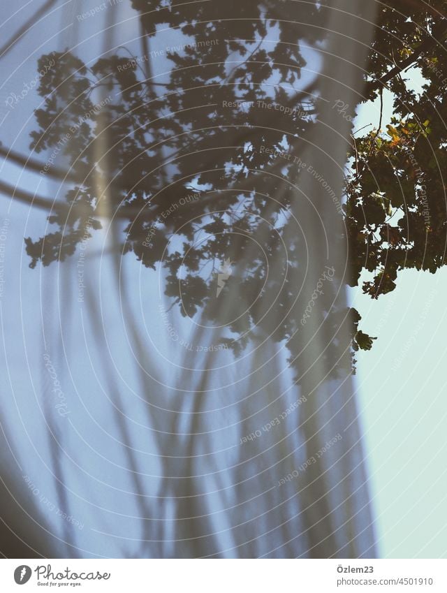 Peeping through the tulle curtain net curtain Tulle Wind Mysterious Romance romantic Dream daydreaming dreams dreamer dreamily Dreaming Filter gossamer breath