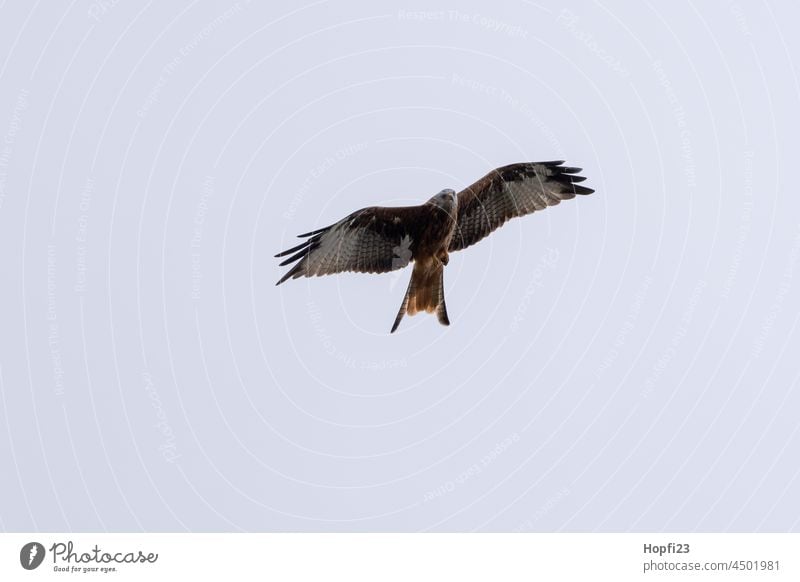 Red kite foraging Kite Bird of prey Flying Sky Nature Grand piano Animal Exterior shot Beak Hunter animal world plumage Flight of the birds Wild bird