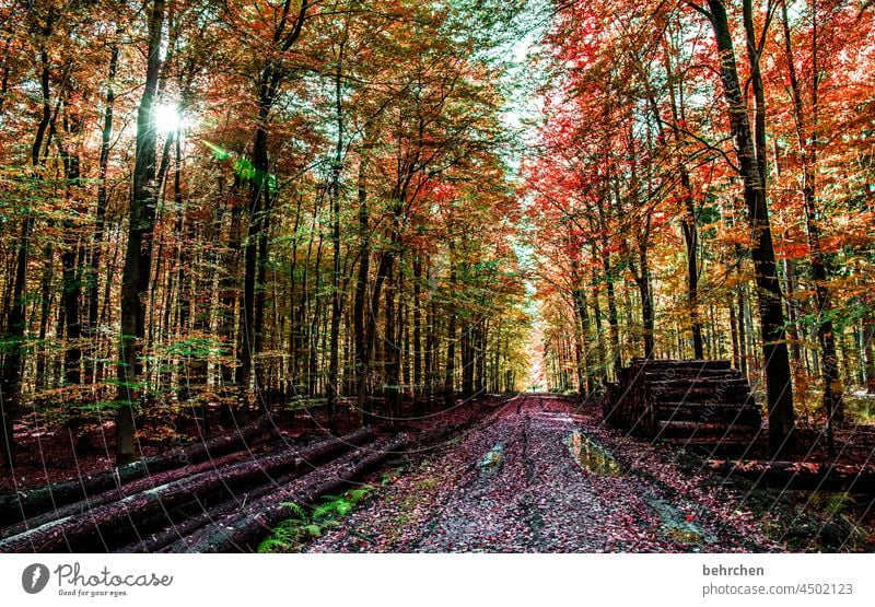 autumn Leaf canopy pretty Branches and twigs autumn walk autumn mood Autumnal leaves Automn wood Autumnal colours Autumnal weather Idyll Autumnal landscape