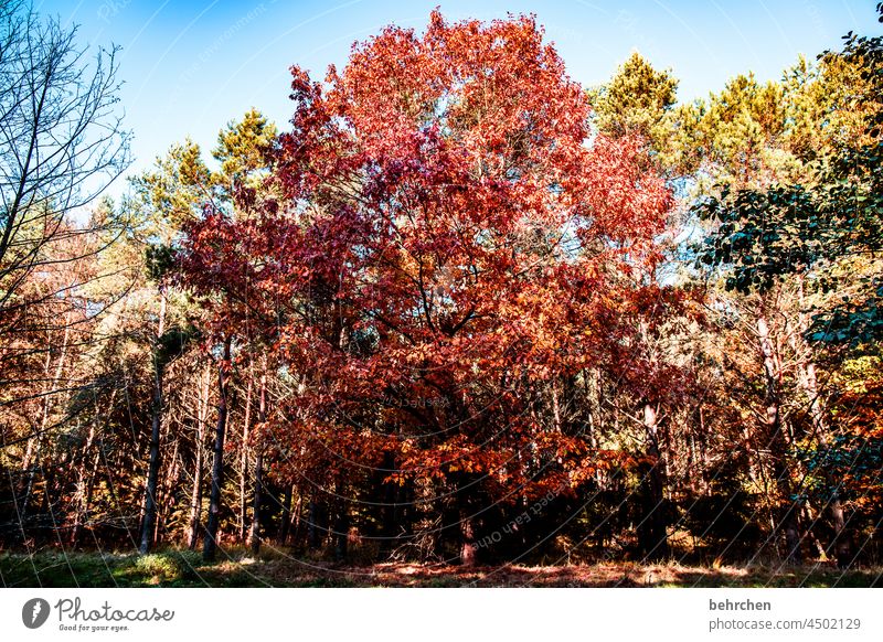 Colourful Idyll Blue sky Sky Autumnal colours autumn walk autumn mood Seasons Autumn leaves Calm Beautiful weather Deserted Environment Nature Landscape Plant