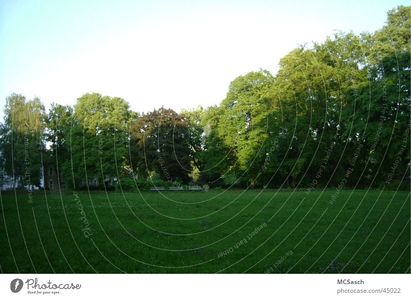 Chemnitz - Siegmar Park Green Tree Forest Meadow Sun