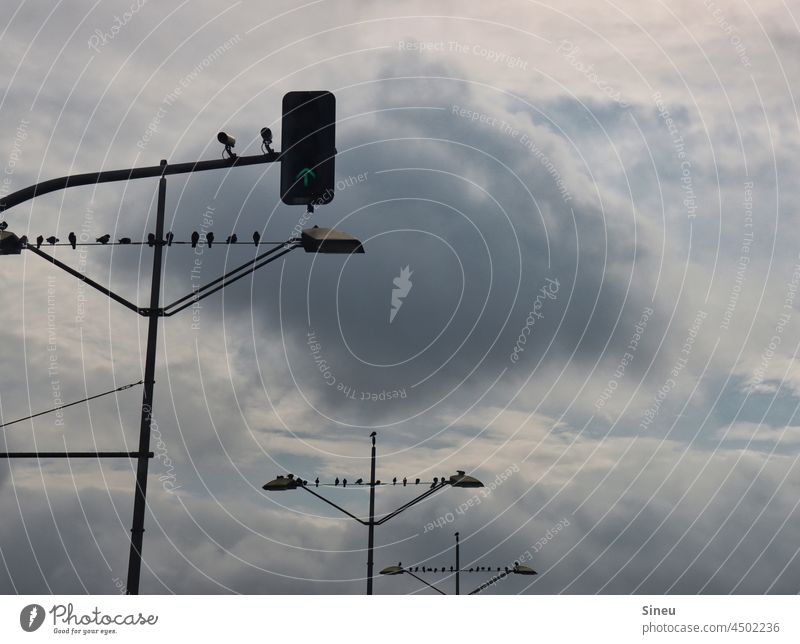 Birds sitting on lampposts in front of clouds Lantern birds Animal Seagull pigeons crow Sky rainy weather Clouds Clouds in the sky Cloud formation