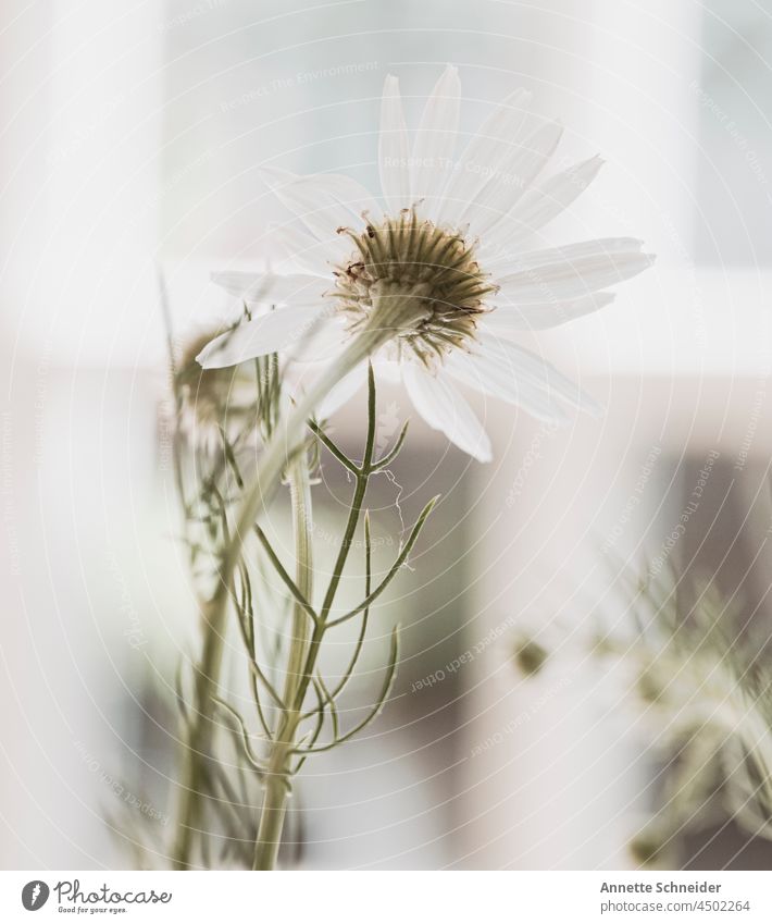 daisy Flower Blossom Detail Nature White Spring Blossoming Plant Light Shallow depth of field Green