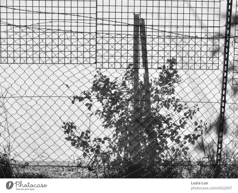 By the fence, shade idyllically sunshine Sunlight Light Border Nature Plant Deserted Exterior shot black-and-white Black & white photo sunny Bright Garden Fence