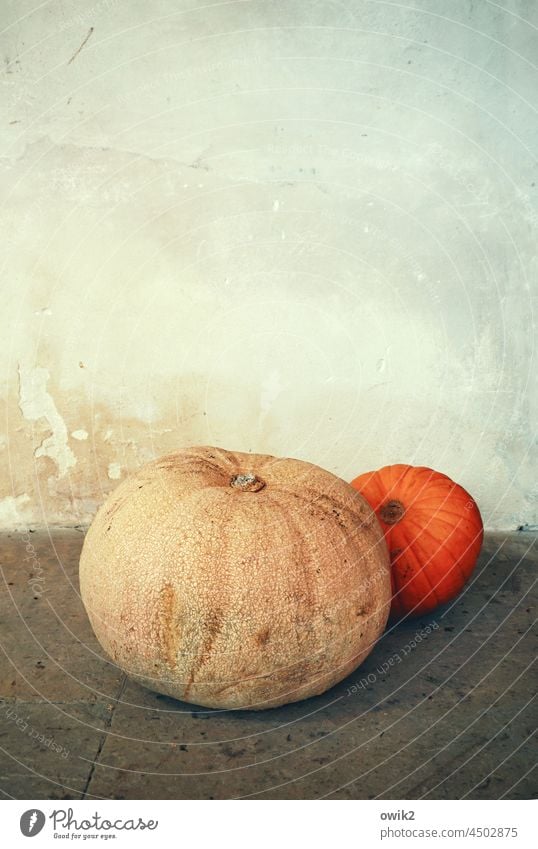 Thanksgiving pumpkins Vegetable Food Holiday season Deserted Pumpkin Season Healthy Autumnal Decoration Early fall Pumpkin time ornamental pumpkin