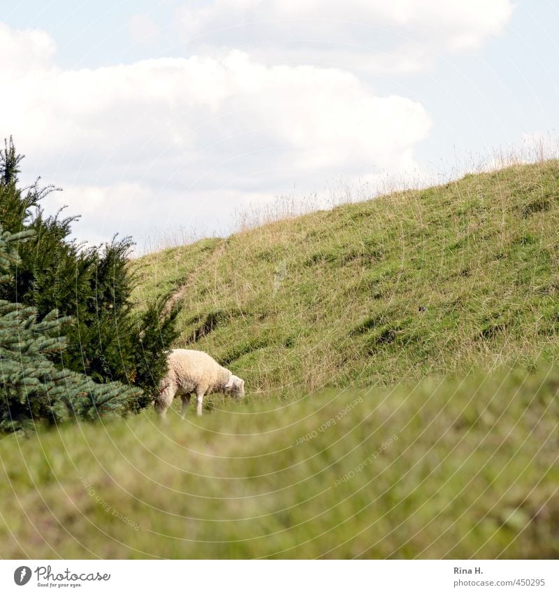 dike sheep Sky Clouds Summer Beautiful weather Tree Coniferous trees Meadow Dike Animal Pet Farm animal Sheep 1 Observe To feed Natural Green Idyll Peaceful