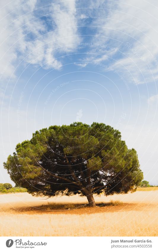 Lone lush tree on dry land framed by clouds rich wind shadow earth alone summertime leafy quiet scenery single solitary drought contrast life bent sky