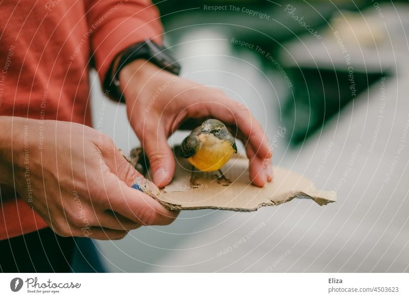 A man carries an injured bird on a piece of cardboard of some kind Bird wounded Hand Man paperboard Human being Carrying stop Animal